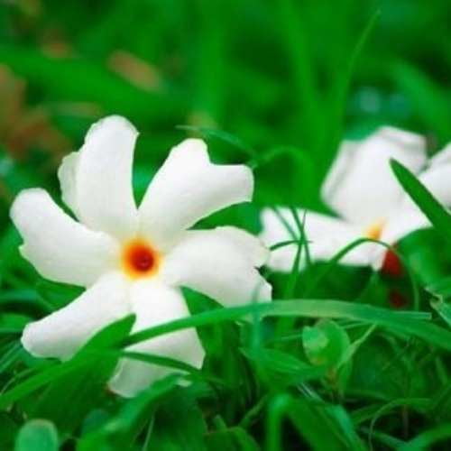 INDIAN NIGHT JASMINE